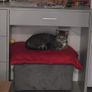 cat Image 2