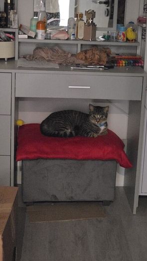 cat