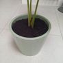Monstera house plant Image 2