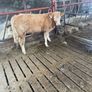 2 breeding  heifers Image 7
