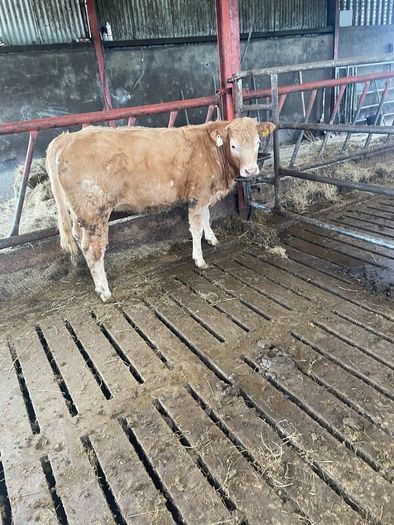 2 breeding  heifers