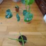 Ultimate Plant Lover's Bundle, Swiss Cheese and Aloe Vera Image 2