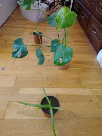 Ultimate Plant Lover's Bundle, Swiss Cheese and Aloe Vera