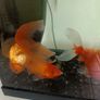 fishing tank Image 3