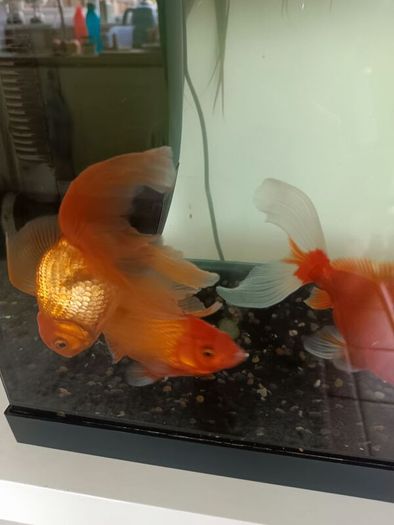 fishing tank