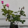 Rose plant Image 2