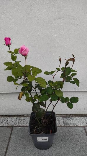 Rose plant