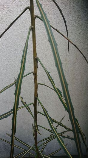 New Zealand shrub/ tree