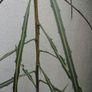 New Zealand shrub tree Image 6
