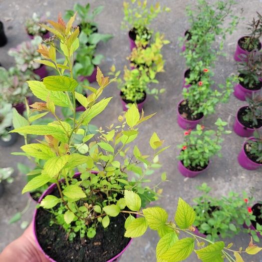 clearence of 50 flowering shrubs/plants.