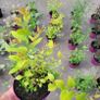 clearence of 50 flowering shrubs/plants. Image 5
