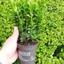 Laurel Hedging Image 4