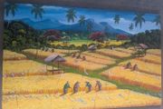 Bali Aging mountain rice harvest