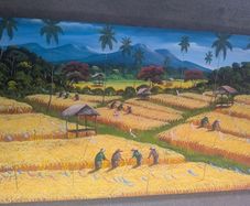 Bali Aging mountain rice harvest