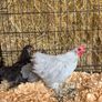 pekin bantams Image 7