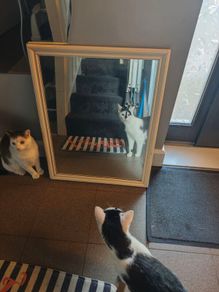 mirror