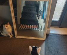mirror
