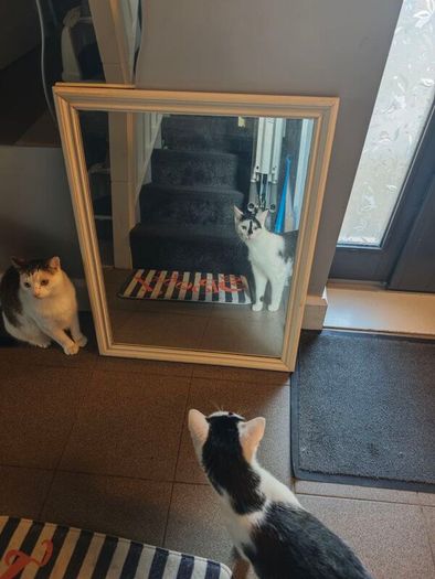 mirror