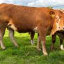 Incalf heifers and heifers with calves at foot Image 10
