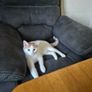 cat Image 2