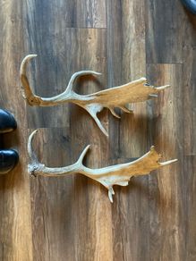 deer antlers