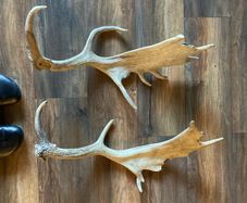 deer antlers