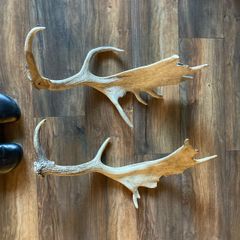 deer antlers