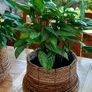 house plants Image 3