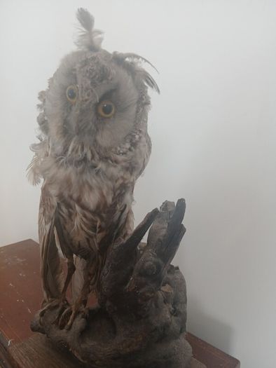 Antique Owl