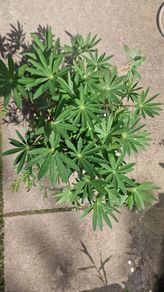 purple lupine