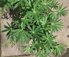 purple lupine