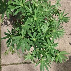 purple lupine