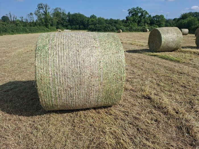 Hay