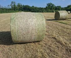 Hay