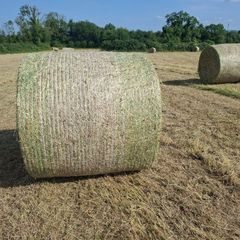 Hay