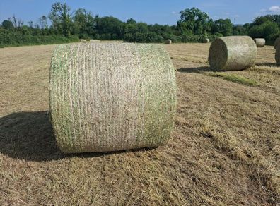 Hay