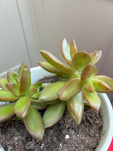 plant