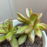 plant Image 2