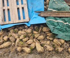 Fodder Beat