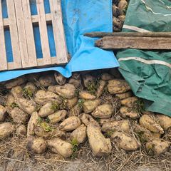 Fodder Beat