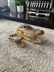 Alligator Heads