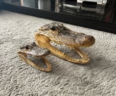 Alligator Heads