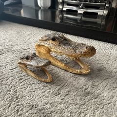 Alligator Heads