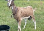 Female goat