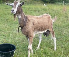 Female goat