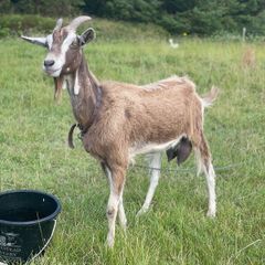 Female goat