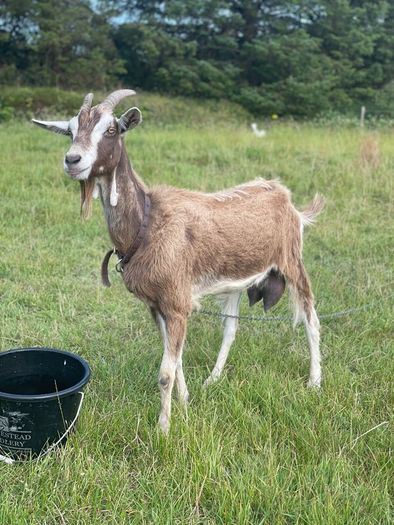 Female goat