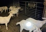 Goats