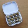 10 Quail Egg Boxes Image 5
