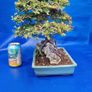 Chinese Elm Bonsai Image 2